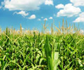 Ample supplies in Chinese corn market to weigh on global prices